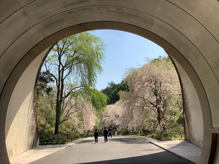 しだれ桜のトンネルを抜け美術館へ
